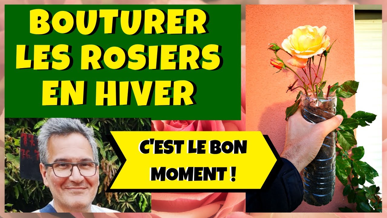 Bouturer Un Rosier En Hiver Avec Une Simple Bouteille — free download