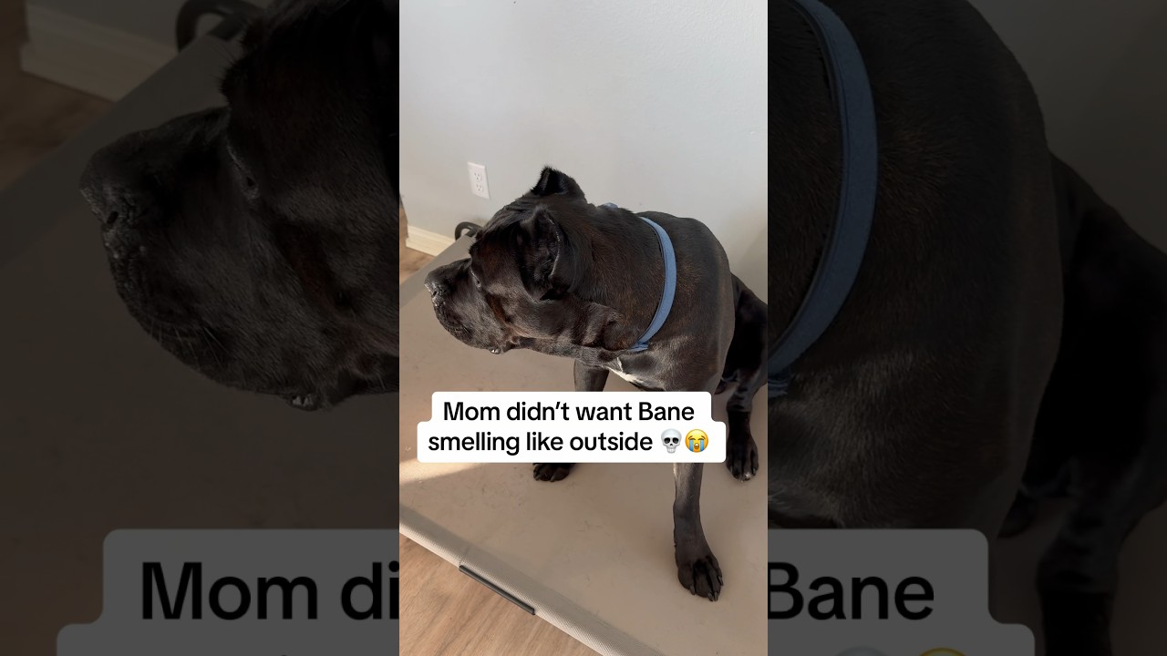 Dog rubs the clean smell off his coat immediately