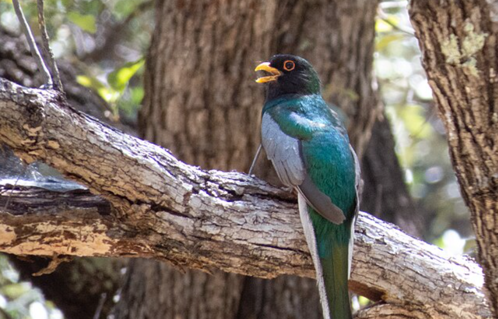 5 Fakta Menarik tentang Burung Trogon, Simbol Alam Meksiko 2 AA1RyCP3