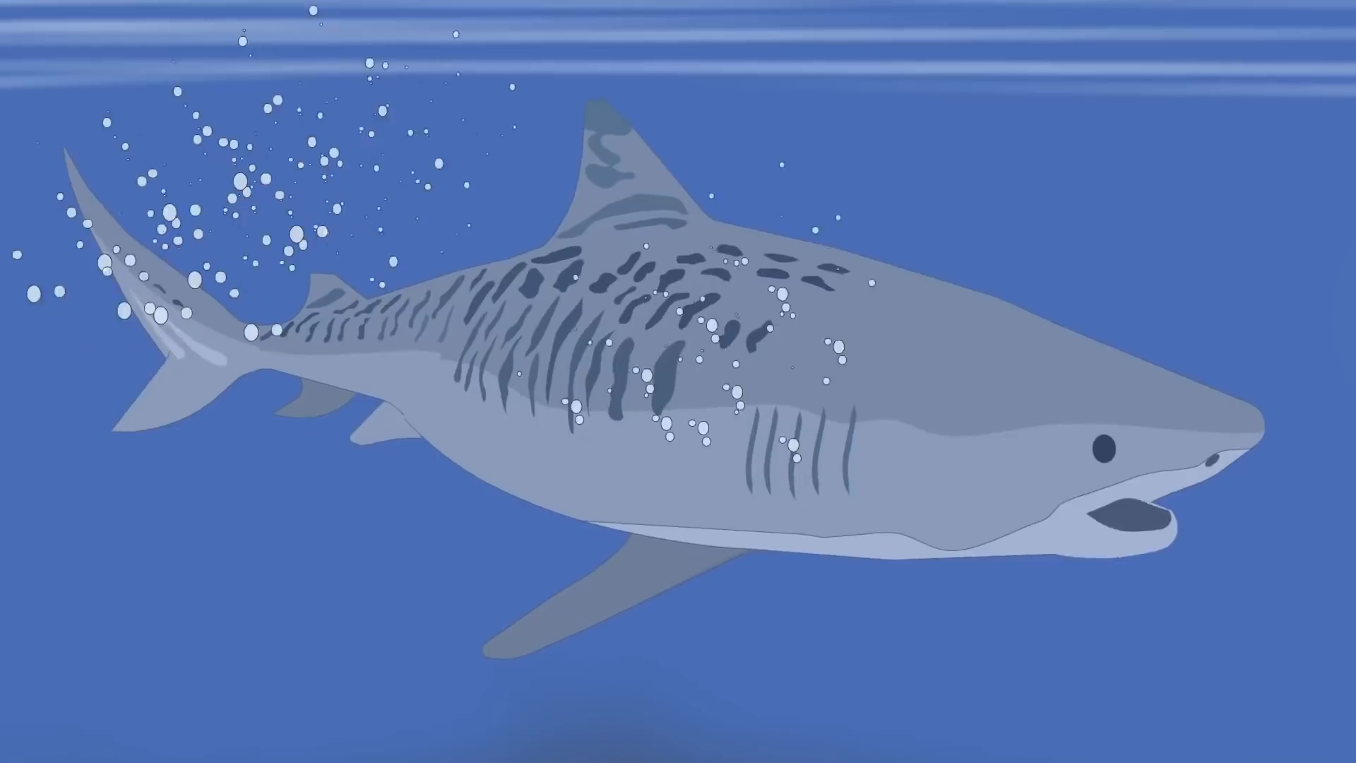 Shark Attack or Cold-Blooded Murder - A 1935 Unsolved Mystery