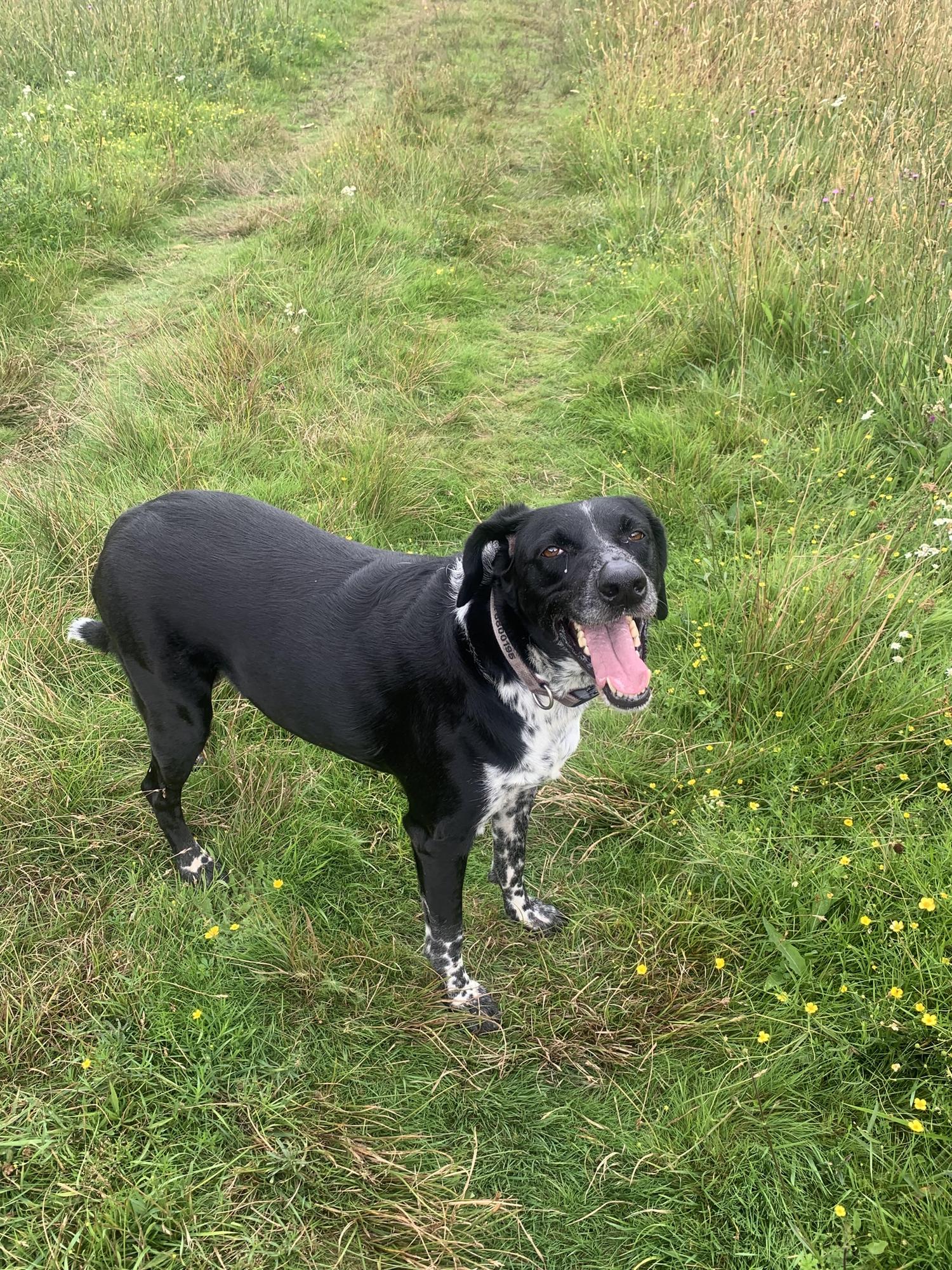Mixed reaction to plans for a dog walking field near Buxted