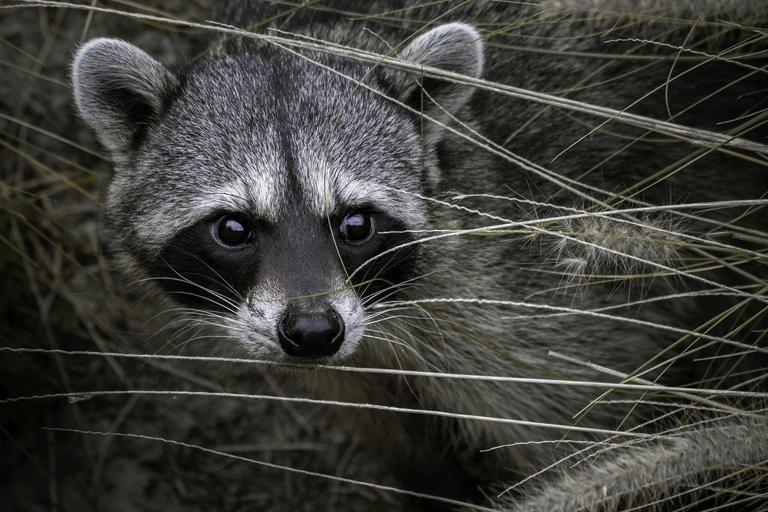 Rabid Raccoon Bites Man on ‘the Face and Hands’ After He Put Injured ...