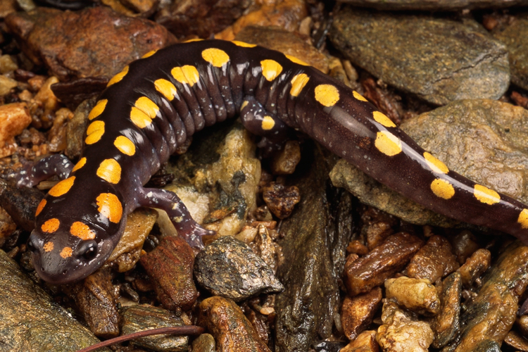 Apa Perbedaan Newt dan Salamander? Ini Penjelasan Ilmiahnya