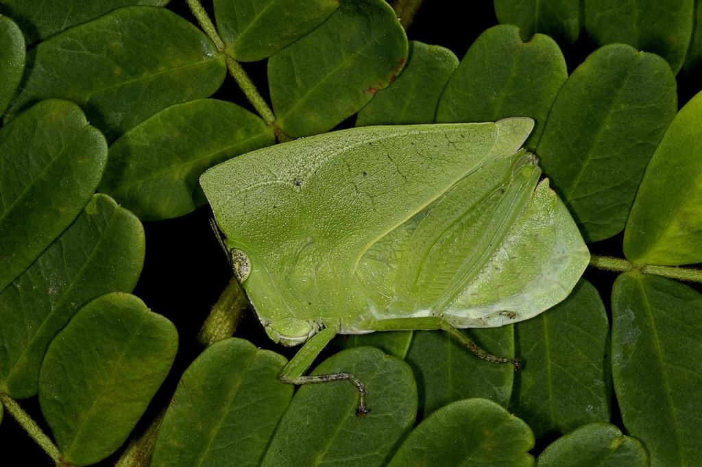 5 Fakta Menarik Phyllochoreia Ramakrishnai, Belalang Daun yang Sakti Bersembunyi
