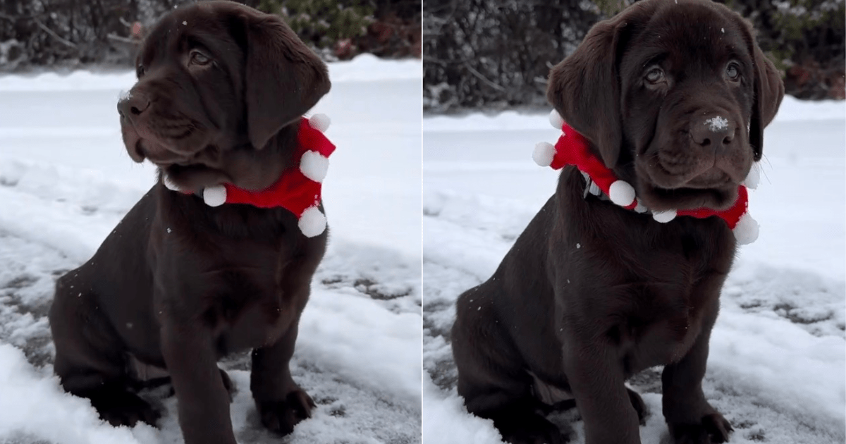 Labrador Puppy Is a ‘Christmas Baby' in Adorable Throwback Video