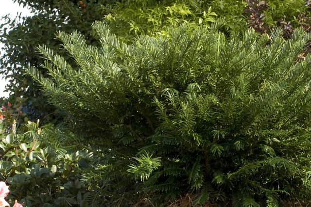 Yewtopia Plum Yew
