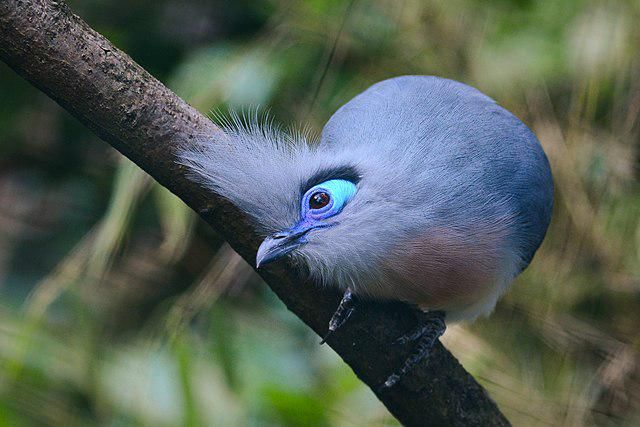 5 Fakta Menarik Burung Crested Coua, Spesies Unik Madagascar dengan Mata Biru