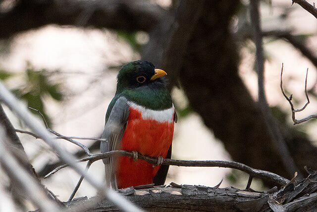 5 Fakta Menarik tentang Burung Trogon, Simbol Alam Meksiko