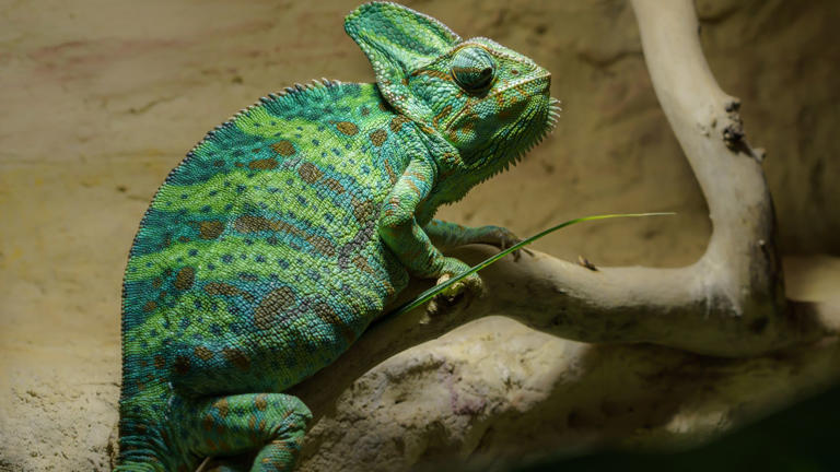 Most grew up believing that chameleons change color to blend in. They ...