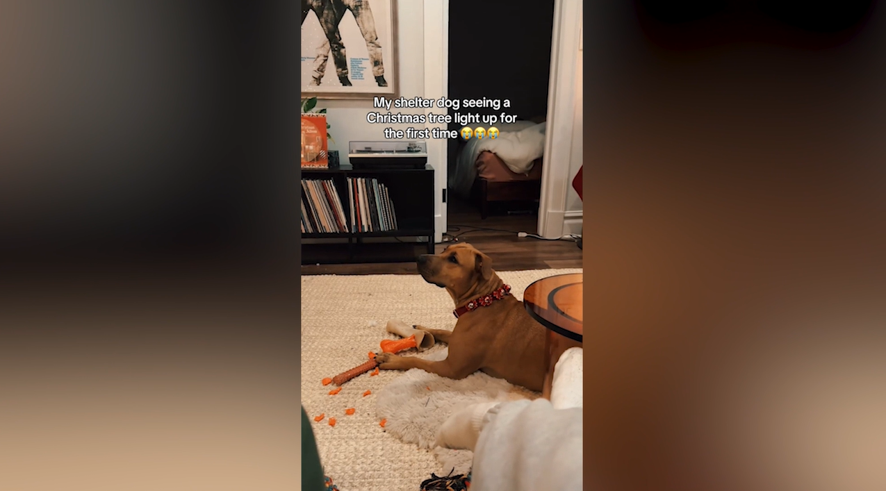 Tears Over First Time Shelter Dog Sees Christmas Tree Lit Up After Adoption<br>