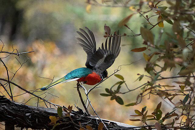 5 Fakta Menarik tentang Burung Trogon, Simbol Alam Meksiko 1 AA1RynFa