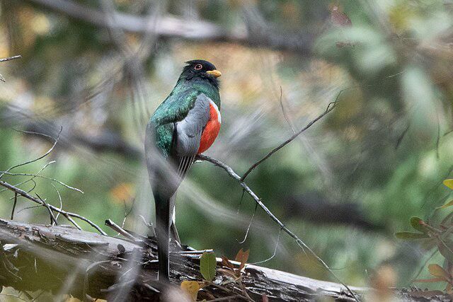 5 Fakta Menarik tentang Burung Trogon, Simbol Alam Meksiko 4 AA1RynFh