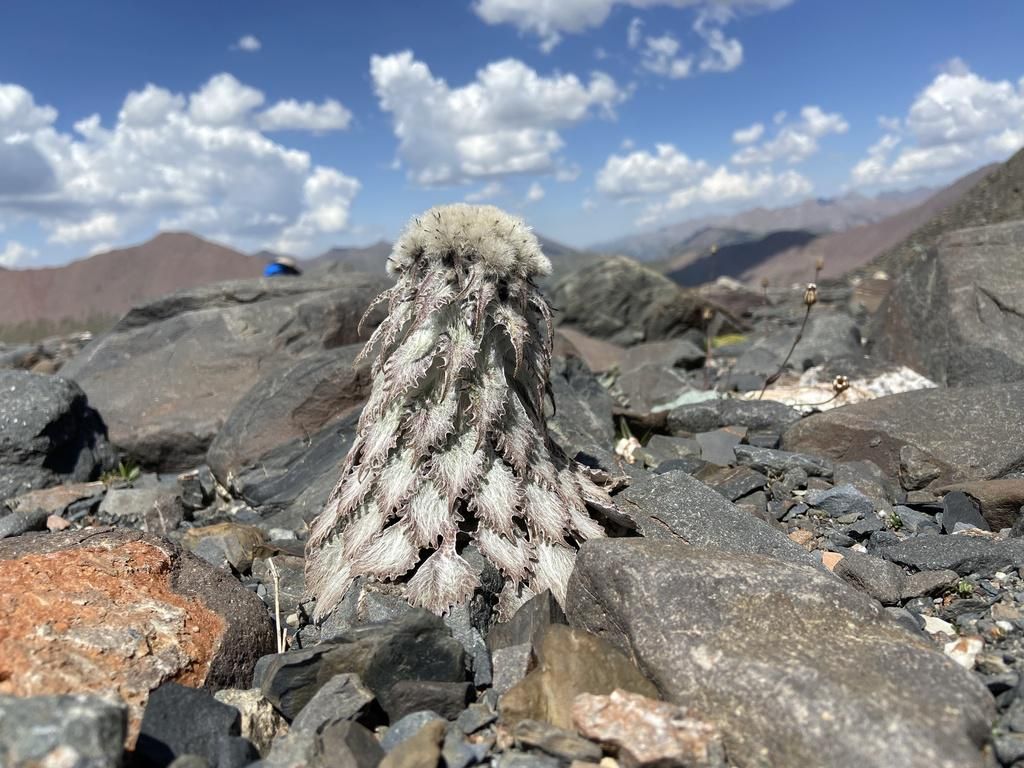 5 Fakta Menarik Bunga Medusa di Atap Himalaya