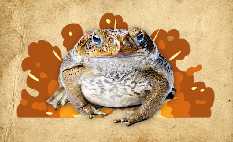 What actually happened during the exploding toad epidemic