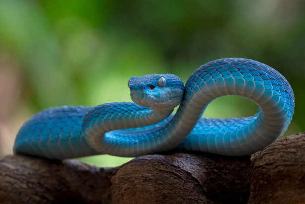 5 Most Misunderstood Animals in the World You Should Know