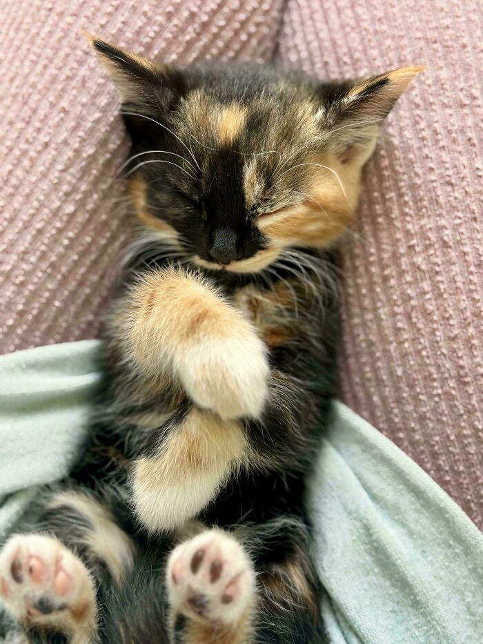 “Ready To Foster Fail”: 46 Adorable Foster Animals That Are Impossible ...