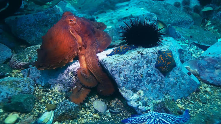 Scientists warn as unusual species push into new U.S. ranges