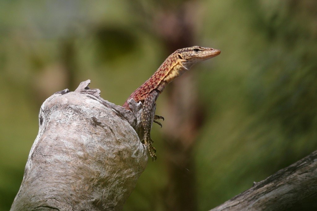 5 Fakta Menarik Biawak Kepala Hitam, Berjalan 1 Kilometer Sehari