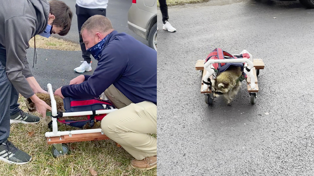 'Raccoon with Disability gets a Unique Wheelchair Designed by School ...