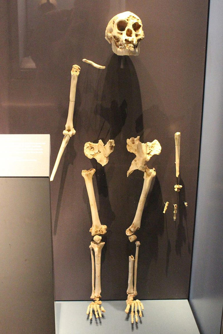 Could the Real-Life “Hobbit” Still Be Alive? 15 True Facts About Homo ...