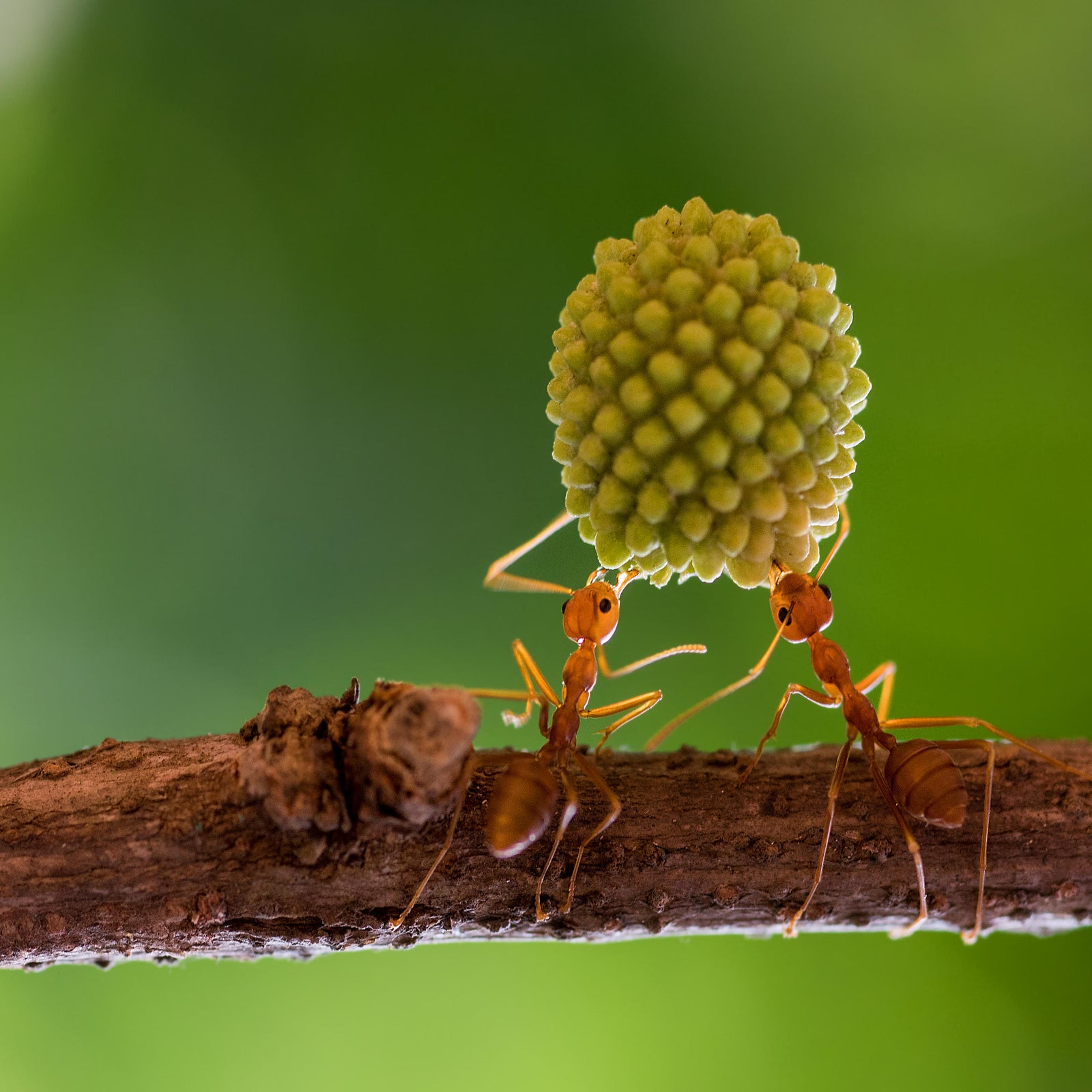 Sick ants invite self-sacrifice to save colony: "Come and kill me"