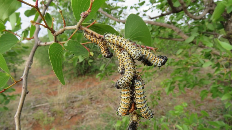 New study reveals genetic vulnerabilities in mopane worms across ...