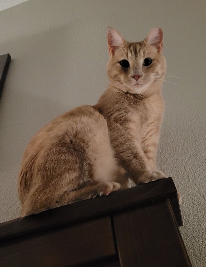 45 Pics Of Cats Moments Before They’re About To Attack Their Owners