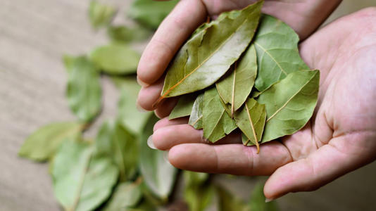 Cómo hacer el ritual de agua y laurel antes de fin de año para las buenas energías y atraer la fortuna Fuente: Archivo