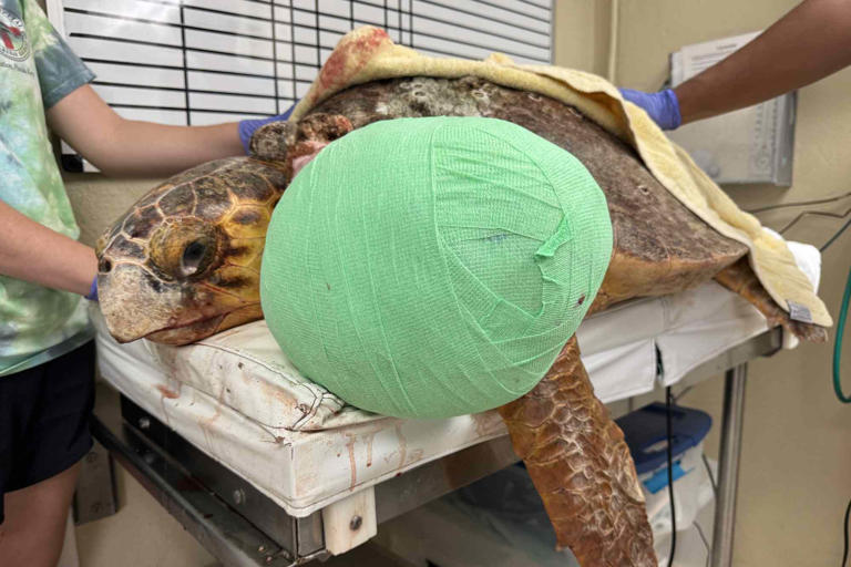 Courtesy of The Turtle Hospital