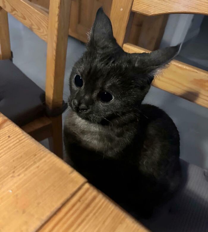 45 Pics Of Cats Moments Before They’re About To Attack Their Owners
