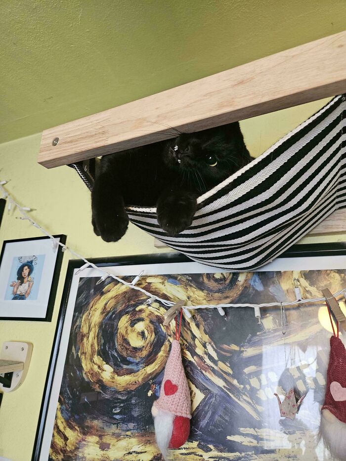 45 Pics Of Cats Moments Before They’re About To Attack Their Owners