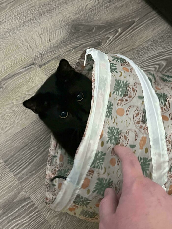45 Pics Of Cats Moments Before They’re About To Attack Their Owners