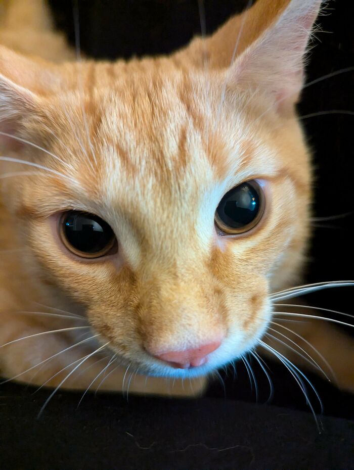 45 Pics Of Cats Moments Before They’re About To Attack Their Owners