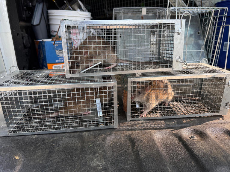 SC city named a 'Rattiest City' in the U.S. And it's in the Upstate