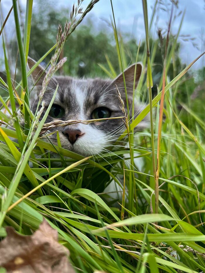 45 Pics Of Cats Moments Before They’re About To Attack Their Owners