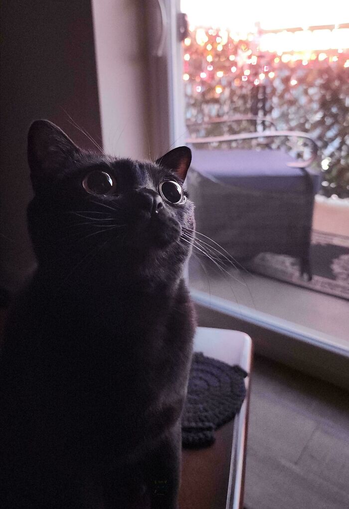 45 Pics Of Cats Moments Before They’re About To Attack Their Owners