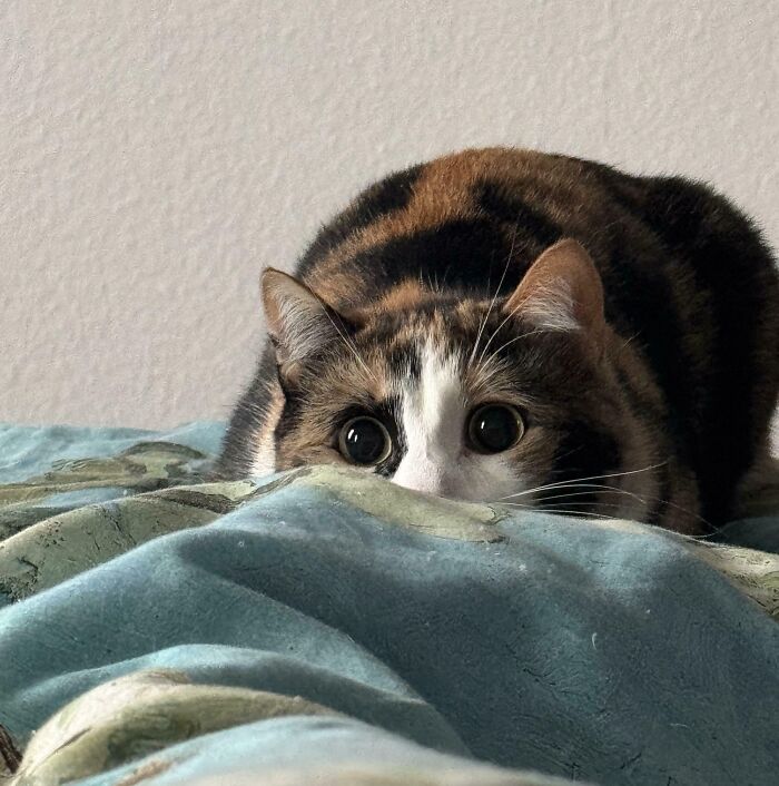 45 Pics Of Cats Moments Before They’re About To Attack Their Owners