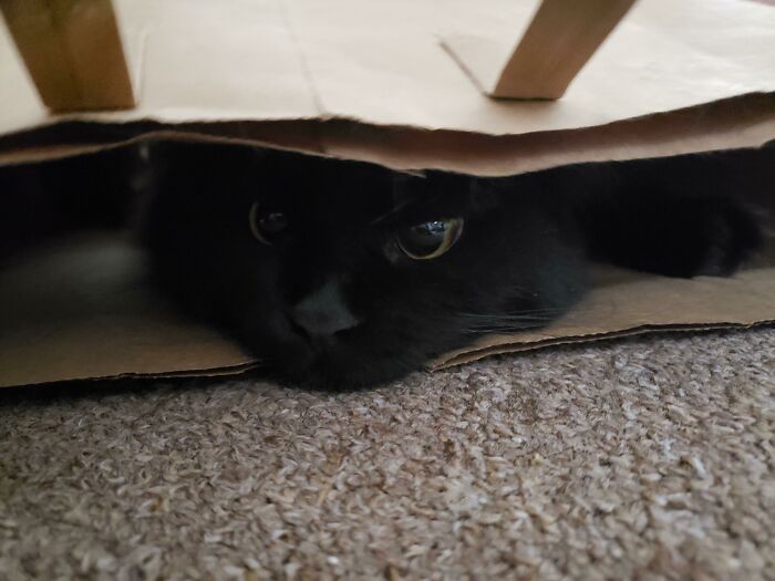 45 Pics Of Cats Moments Before They’re About To Attack Their Owners