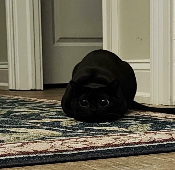 45 Pics Of Cats Moments Before They’re About To Attack Their Owners