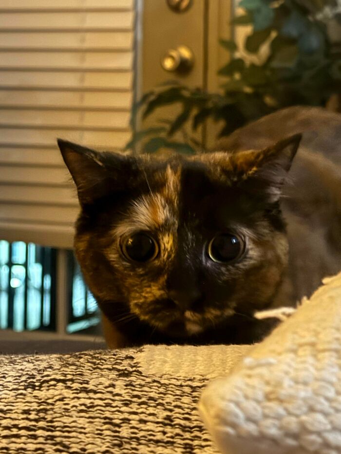45 Pics Of Cats Moments Before They’re About To Attack Their Owners