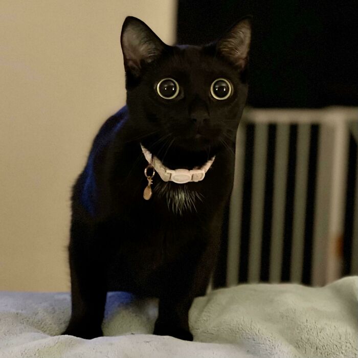 45 Pics Of Cats Moments Before They’re About To Attack Their Owners