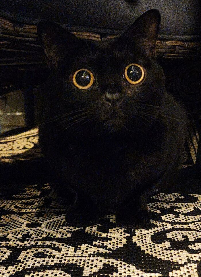 45 Pics Of Cats Moments Before They’re About To Attack Their Owners