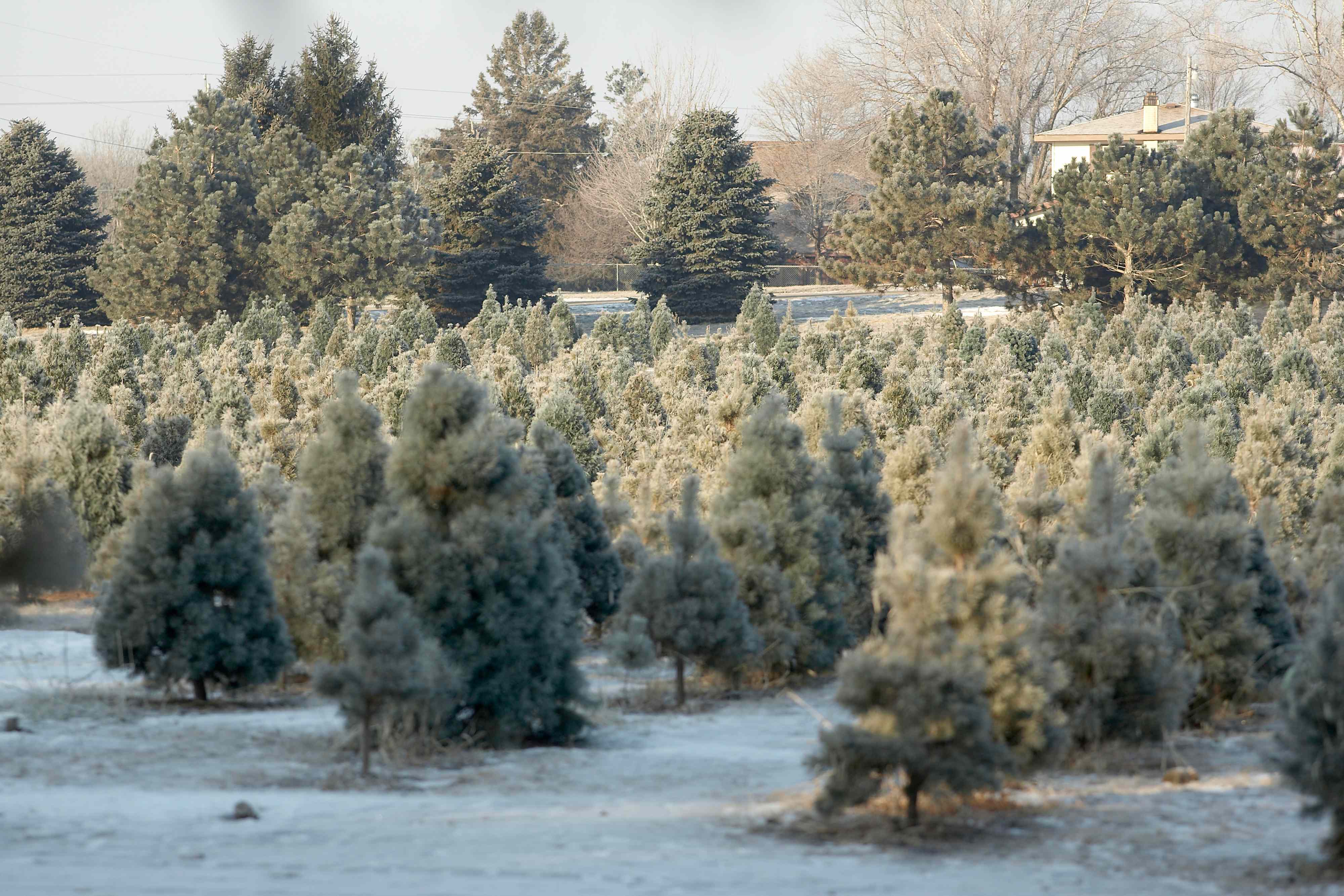 Here’s How You Can Prevent Pests from Hitching a Ride On Your Christmas ...