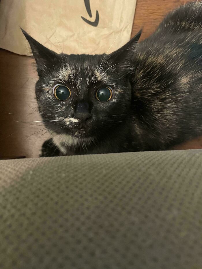 45 Pics Of Cats Moments Before They’re About To Attack Their Owners