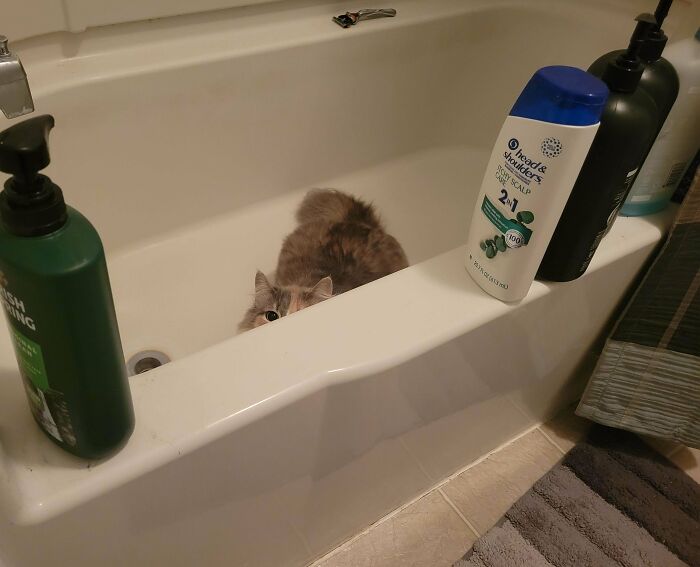 45 Pics Of Cats Moments Before They’re About To Attack Their Owners