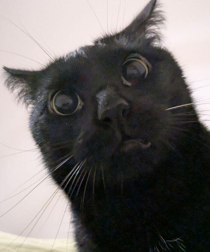 45 Pics Of Cats Moments Before They’re About To Attack Their Owners