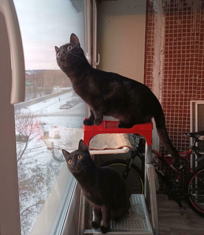 45 Pics Of Cats Moments Before They’re About To Attack Their Owners