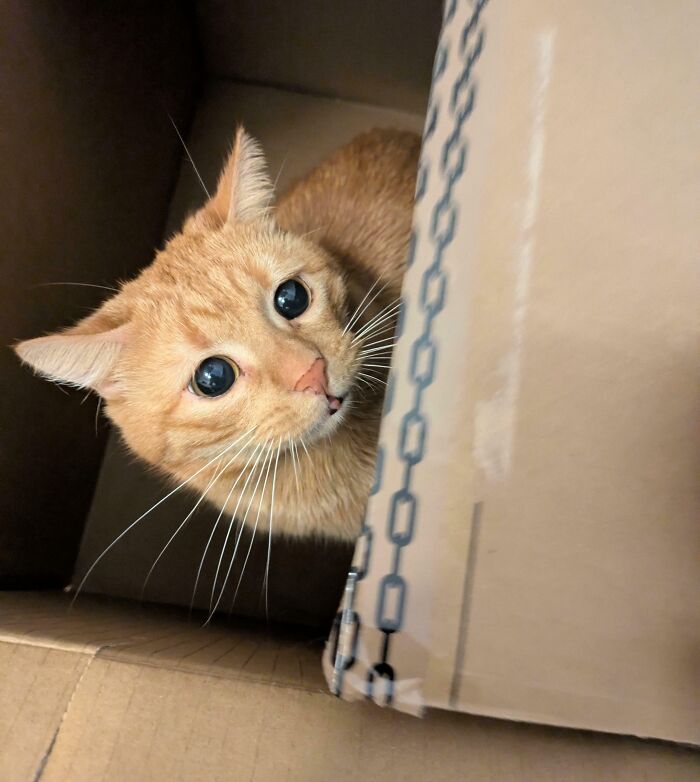 45 Pics Of Cats Moments Before They’re About To Attack Their Owners