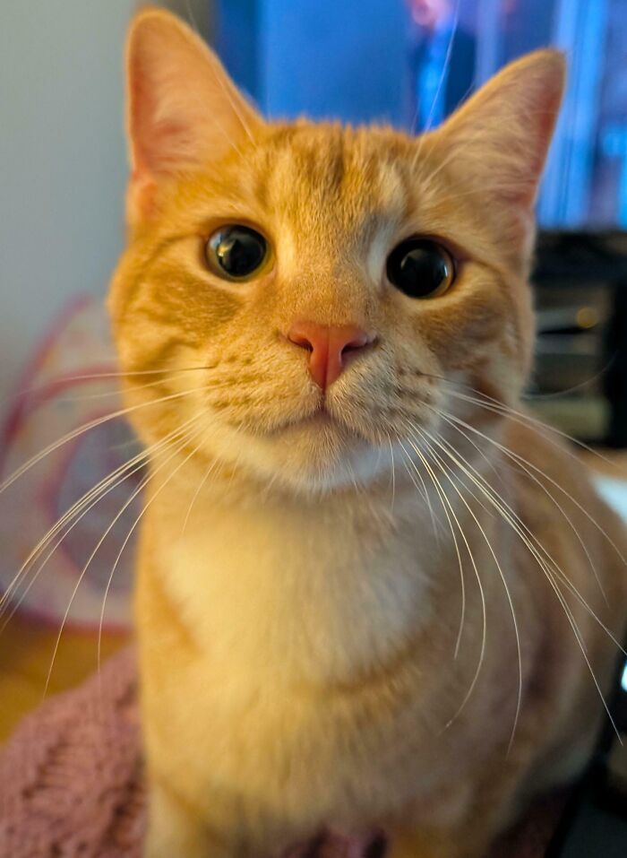 45 Pics Of Cats Moments Before They’re About To Attack Their Owners