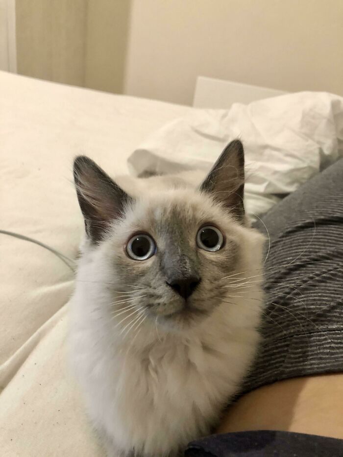 45 Pics Of Cats Moments Before They’re About To Attack Their Owners